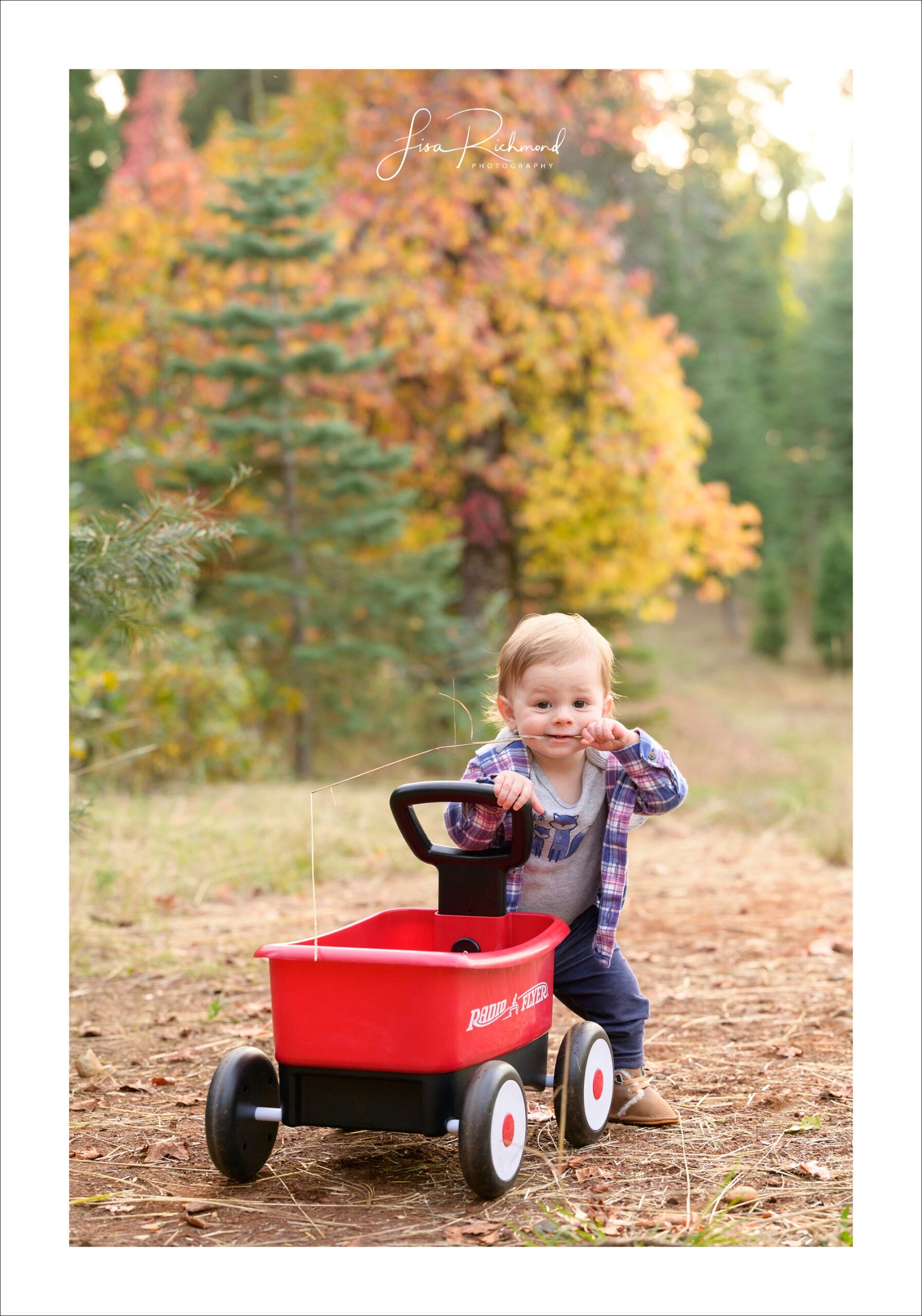 The Pollock&#8217;s family session in Apple Hill