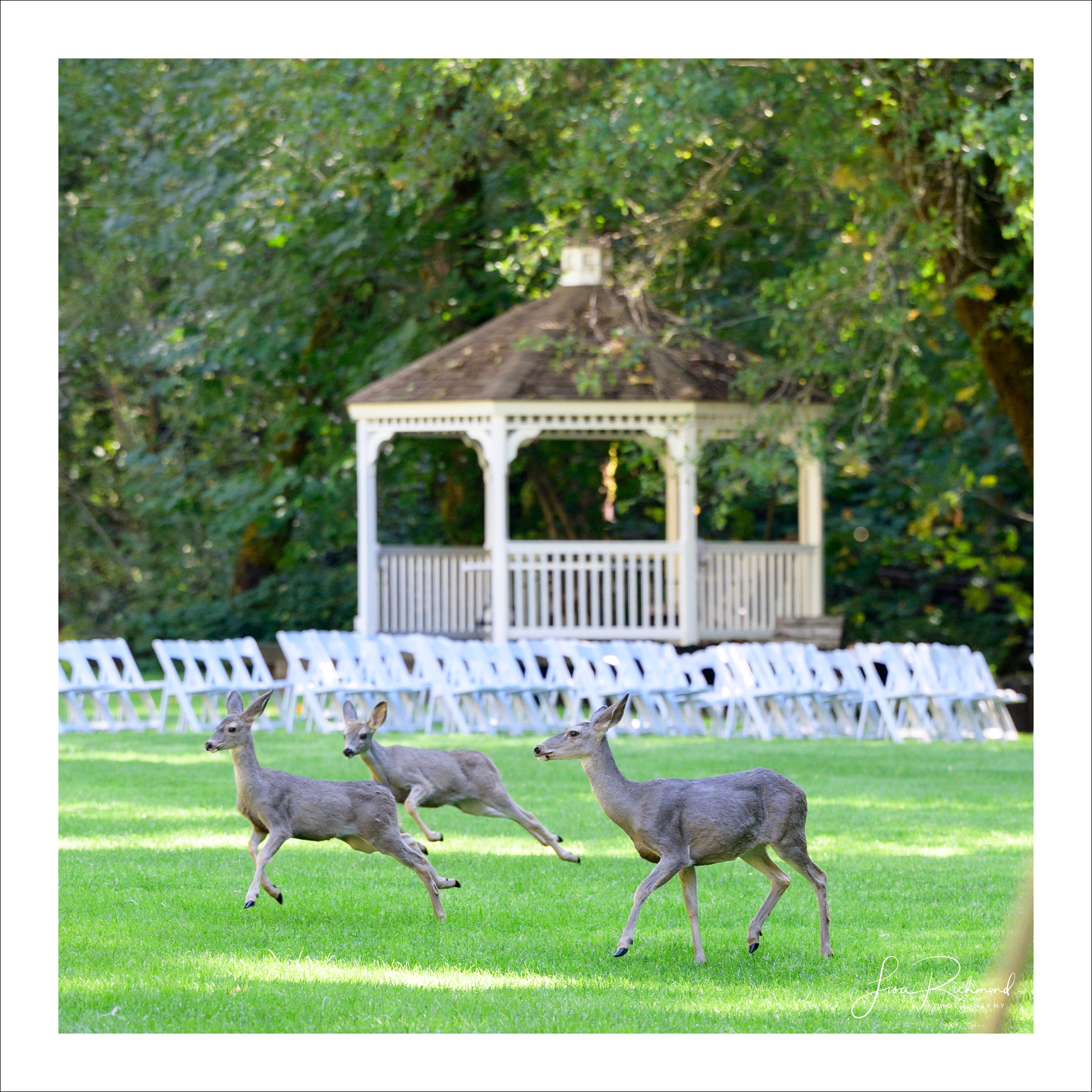 Sofia and Andre ~ Camp Nauvoo